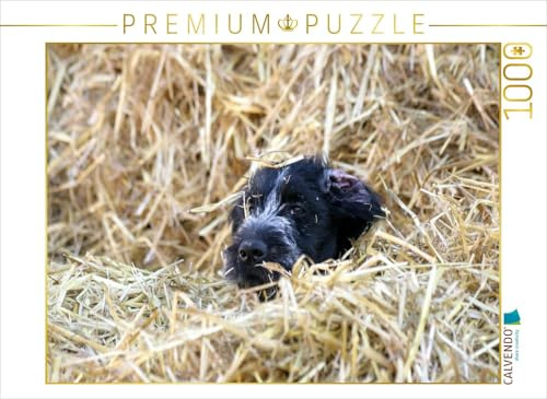 CALVENDO Puzzle Deutsch Drahthaar-Welpe im Stroh | 1000 Teile Lege-Größe 64 x 48 cm Foto-Puzzle für glückliche Stunden