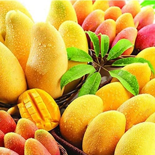 Haloppe 2 Stück Mango-Fruchtsamen zum Pflanzen im Hausgarten, Mini-Baum, seltene Samen, Früchte, Pflanzen, Bonsai, Hausgarten-Dekoration