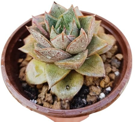 Echeveria purpusorum pianta grassa succulenta da collezione