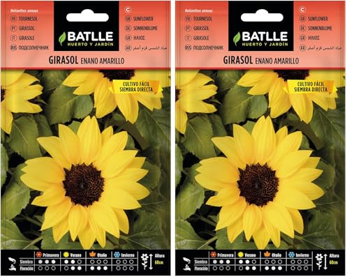 Tournesol Jaune Nain (Lot de 2)