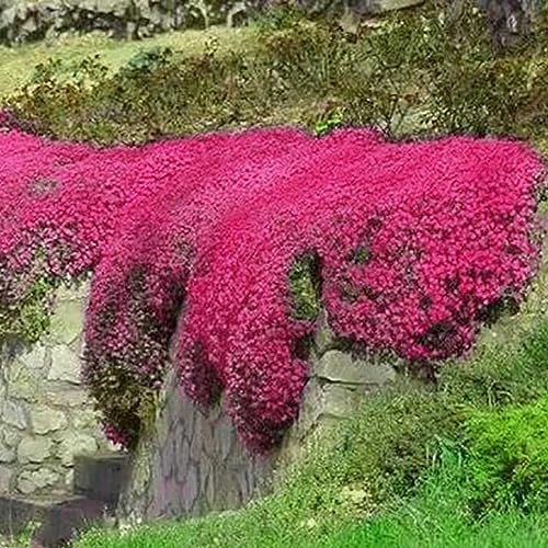 Graines de Thym Serpolet Rouge – Plante Vivace Couvre-Sol, Graines Non-OGM de Fleurs Anciennes pour Jardin et Balcon (200Rouge)