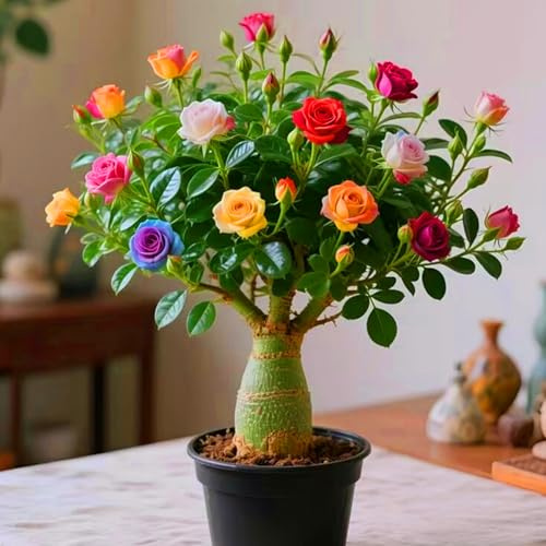 Exotische Wüstenrose für stilvolle Garten- und Balkondekoration-1zwiebeln