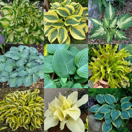 500 pz Semi resistenti della pianta Hosta, Semi di piante d'appartamento varietà antiche speciali (Hosta plantaginea) Piante in vaso da balcone in serra Perenne resistente Decorazione