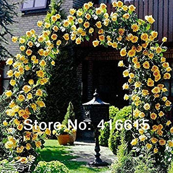 Graines de rosiers grimpants Plantes grimpantes Graines de fleurs de liane chinoise Type Variété Chacune des variétés Paquet de 100 graines