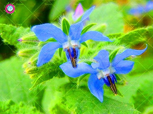 20PCS seltene blaue Borretschsamen Bonsai Blumen Samen Gemüse und Küche Würzen Pflanzen Essbare Vanilla Samen Staude 1
