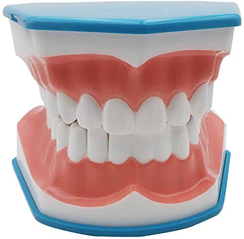 GYL 6 Mal große Zahnbürsten Modell Unterricht Studie Bürsten Zahnmodell-Werkzeuge mit Zahnbürste Dentition Modell mit Zunge für Kinder Mundpflege Unterricht