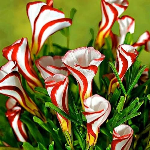 bulbi di oxalis triangularis piante in vaso estremamente resistenti I bulbi da fiore sono resistenti piante bonsai per esterno Piante Da Giardino Roccioso Letto Da Balcone Resistente 6pcs