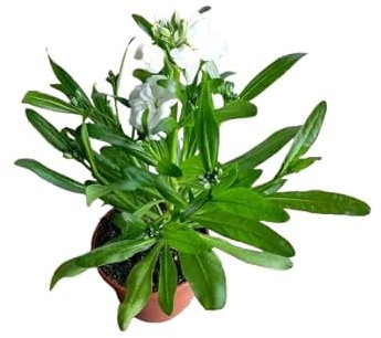 Alhelí de Exterior con Floración Natural Planta en Maceta Resistente para Todo el Año