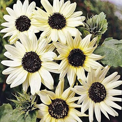 Genipap Sonnenblumensamen Vanille Eis, 25,4 cm