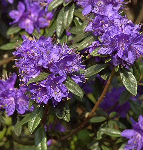 Zwerg Rhododendron Enziana 20-25cm - Rhododendron russatum - Zwerg Alpenrose