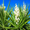 Nuevas semillas frescas de planta de yuca blanca verde de 30 piezas