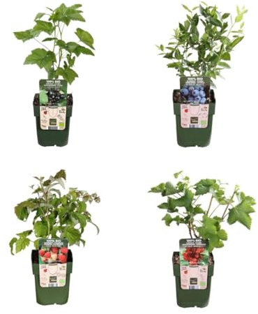 BIO Obstpflanzen Set - Himberre - Johannisbeere - Blaubeere - Bromberee - 4 Sorten