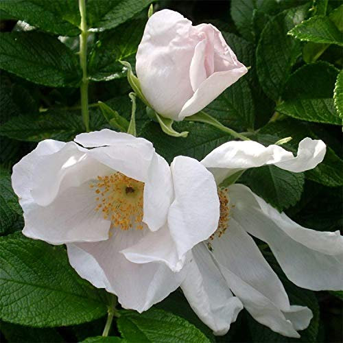 Rosa rugosa Weiß Salzsprüh 20 Samen