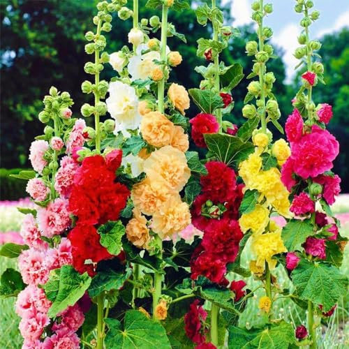 500 pcs Mischung Stockrosen Samen Winterhart Mehrjährig Mehrfarbig Doppelt Stockrose Saatgut für die Aussaat im Freien Haus Garten Blume