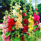 500 pcs Mischung Stockrosen Samen Winterhart Mehrjährig Mehrfarbig Doppelt Stockrose Saatgut für die Aussaat im Freien Haus Garten Blume