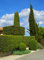 Immergrüner Liguster Topf/Cont. 60 - 80 cm