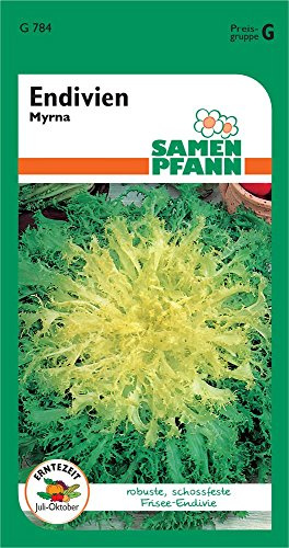 SAMEN PFANN Endivie, Winter-, Myrna, Friseesalat - Gemüse-Samen Saatgut Salat-Samen (Cichorium endivia)