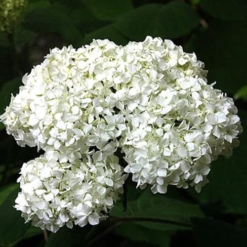 3x Hortensia paniculé 'Praecox' (nu 35.97) x3