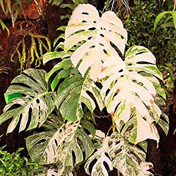 Seed Germination: 50 Pcs/Bag Monstera Variegata Rare Tree Seeds, Mixed Color, Farmer Fresh Seeds: Only Seeds