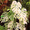 Seed Germination: 50 Pcs/Bag Monstera Variegata Rare Tree Seeds, Mixed Color, Farmer Fresh Seeds: Only Seeds