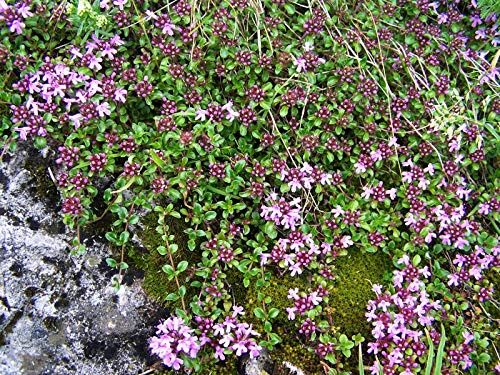Teppich-Thymian Thymus serpyllum Coccineus Topfware winterhart | Rosa Bluete, bienenfreundlich, trittfest, sonniger Standort, duftend, immergruen, ideal fuer Fugen und Mauerkronen
