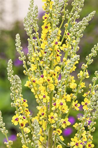 Verbascum nigrum 9x9 cm Topf – Winterhart, Mehrjährig, Pflegeleicht – Schwarze Königskerze – Staude für Beet & Naturgarten