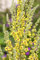 Verbascum nigrum 9x9 cm Topf – Winterhart, Mehrjährig, Pflegeleicht – Schwarze Königskerze – Staude für Beet & Naturgarten