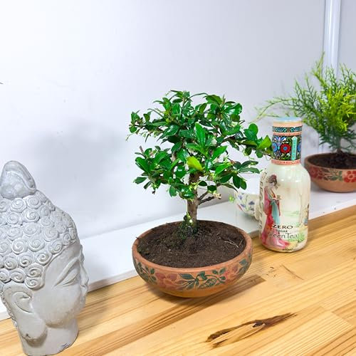 Fukien Tea Tree Bonsai (Carmona) in 15cm Terracotta Pot – Philippine Tea Tree Indoor Bonsai Plant – Low Maintenance, Easy to Care – Home Décor, Zen Garden, Office Gift, Live House Plant