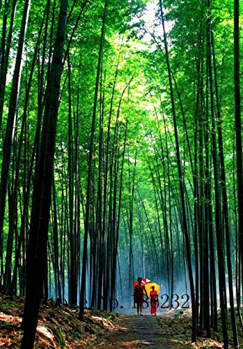 Pink: Crocus Seed Topfpflanzen Blumen Balkonpflanzen 100 Samen Chinese Garden Medicine Herb Blumenzwiebeln Samen Bonsai Pot Home Geschenk