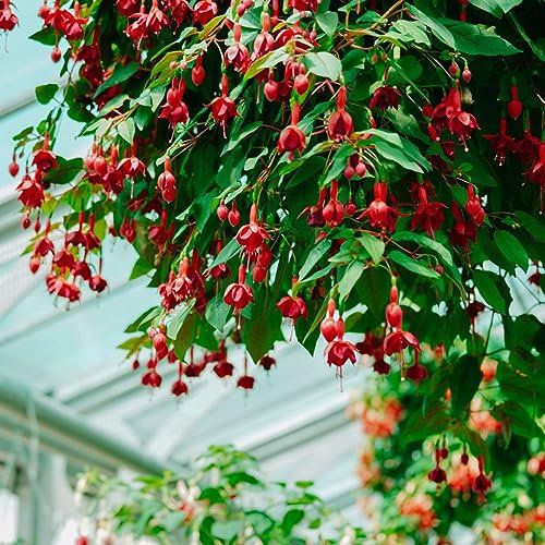 20 pcs balkonpflanzen fuchsien samen - kleines geschenk für frauen winterharte stauden mehrjährig Fuchsiensamen gewächshaus balkon blumenwiese samen mehrjährig winterhart