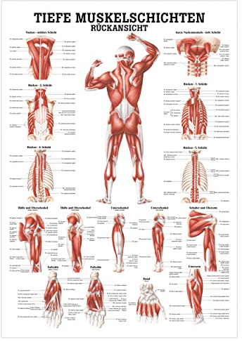 Sport-Tec Tiefe Muskelschichten-Rücken Lehrtafel Anatomie 100x70cm medizinische Lehrmittel