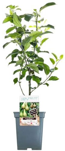 Duo Pear Patio Fruit Tree | Conference & Doyenné du Comice Pears | 2-3ft Trees
