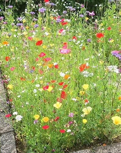 Semillas de jardín de flores silvestres aptas para abejas, semillas de jardín de flores sin hierba o semillas de césped, fabricadas en Reino Unido (1 kg)