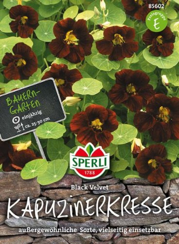 Kapuzinerkresse Black Velvet