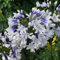 GardenersDream Agapanthus Twister African Blue Lily Plant - Healthy Outdoor Garden Ready Plants - Hardy Perennial Plant for Borders and Patios - Summer Flowering Shrub in 9cm Pot (10-20 cm)