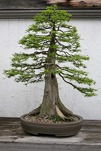 Shoppy Star: 10 Samen Taxodium distichum (Kahle Zypresse) Bonsai
