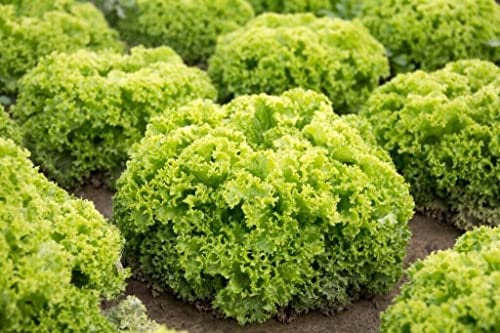 300 Graines de Laitue à couper, Lettuce Lollo Bionda seeds:Seeds only