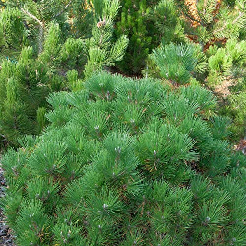 Japanische Schwarzkiefer Maijima 40-50cm - Pinus thunbergii - lebende Gartenpflanze aus den Baumschulen