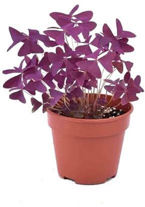 Trébol de la Fortuna Oxalis Triagularia Natural Planta de Hojas Púrpuras