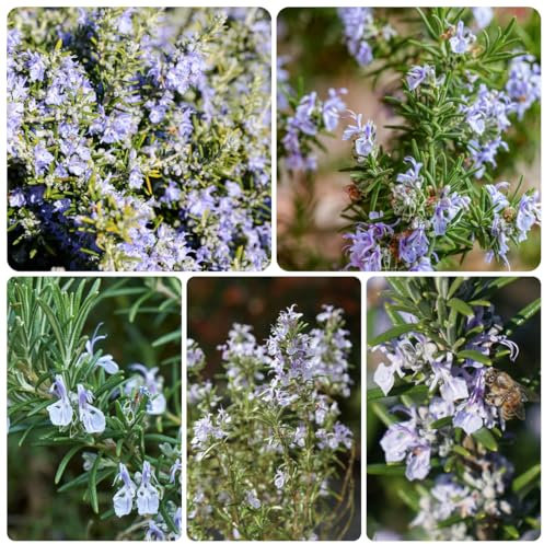 350 pcs rosmarin samen winterhart - kräutergarten, hochbeet (Rosmarinus officinalis) kräutergarten indoor, exotische pflanzen blumensamen kaufen, ostergeschenke mehrjährige blumen