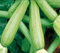 Italsementi Zucchino Alberello di Sarzana