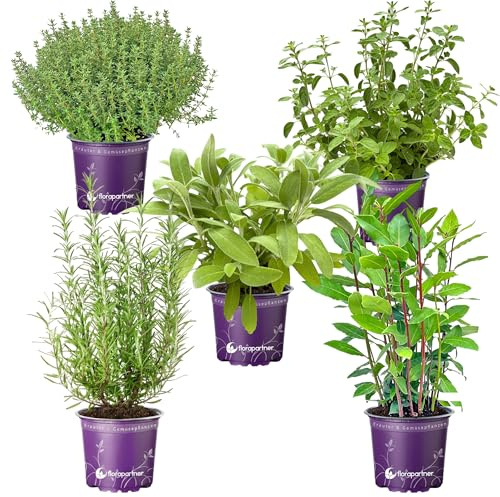 florapartner XL Kräuterset Toscana - Classic (5 Pflanzen im 14cm Topf) | Mediterranes Kräuter-Set mit XL Rosmarin, Oregano, Thymian, Lorbeer & Salbei, Winterhart, Frisch für Küche, Balkon & Garten