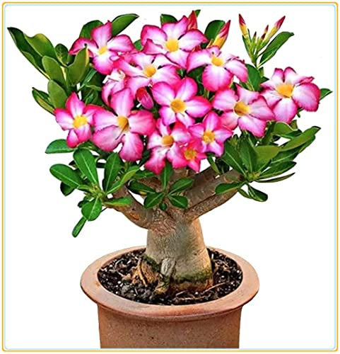 Vmoli, Desert Rose, Simple Planting and Gardening, Colorful, Floral and Ornamental - 4 Bulbs: Only Seeds