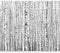 Fototapete murando Baum 350x256 cm Vlies Tapeten Wandtapete XXL Moderne Wanddeko Design Wand Dekoration Wohnzimmer Schlafzimmer Büro Flur Birke Wald Landschaft Natur schwarz weiß