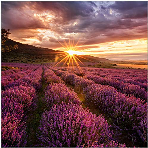 Wallario Glasbild Lavendelfeld bei Sonnenuntergang - Sonnenstrahlen - 50 x 50 cm Wandbilder Glas in Premium-Qualität: Brillante Farben, freischwebende Optik