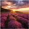 Wallario Glasbild Lavendelfeld bei Sonnenuntergang - Sonnenstrahlen - 50 x 50 cm Wandbilder Glas in Premium-Qualität: Brillante Farben, freischwebende Optik