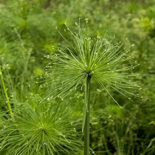 10 pcs echter papyrus samen, gartensamen, kübelpflanzen winterhart, papyrus pflanze kaufen (Cyperus papyrus) nachhaltige geschenke für frauen, hochbeet samen blumensamen, garten gartengeschenke,