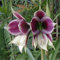Amaryllis zwiebeln mehrjährig winterhart mix - Amaryllis pflanze mehrjährig winterhart - Amaryllis zwiebel zimmerpflanzen-1zwiebeln-H