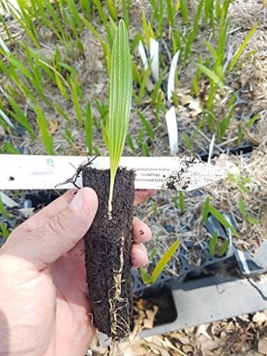 Portal Cool Palm Live-Sämling Hardy 10F Rhapidophyllum Hystrix