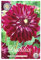 Interflowers Dahlien Knollen Blumenzwiebeln Dahlia Bunte Auswahl im Mix für Sommer Blume Knolle Blumenzwiebel Set in Bio Geschenkverpackung Bunte Blüten mehrjährig (3X Dahlie Osirum)
